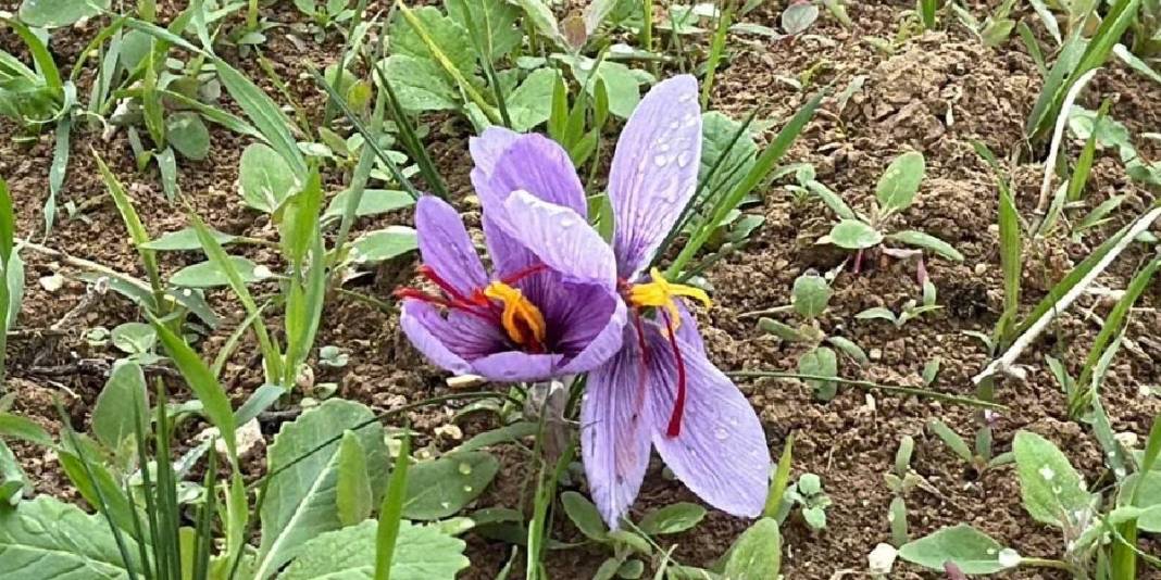 Bu ürün için yurt dışından bile akın ediyorlar! Hasat eden kazancını katlıyor: Kilosu 600.000 TL ediyor 4